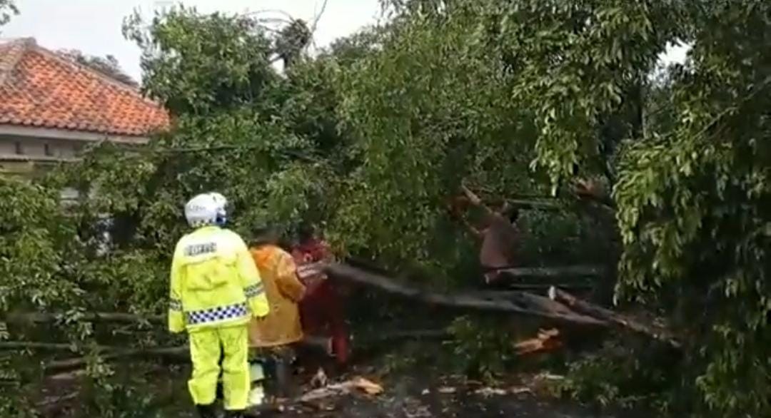 Kondisi evakuasi pohon tumbang (Foto : Istimewa)