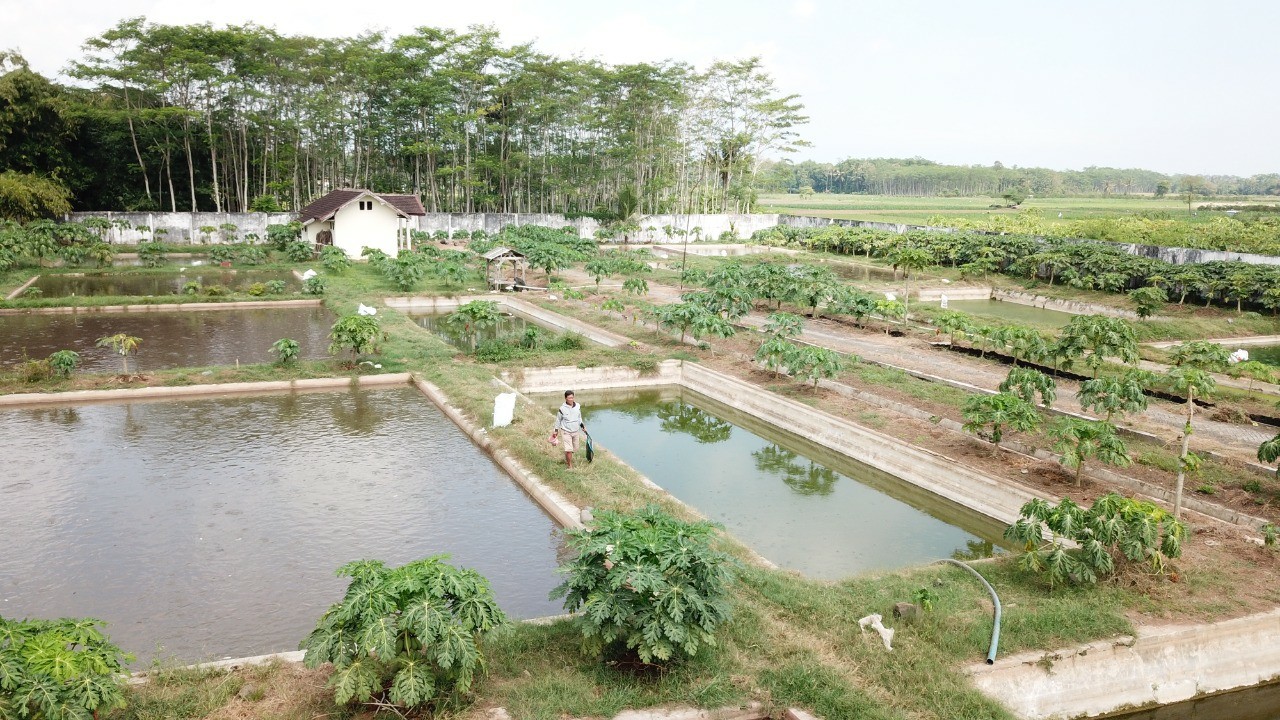 Balai Benih Ikan Desa Sidorejo, Kecamatan Rowokangkung, Lumajang. (Foto : DroneHumas-KominfoLumajang)