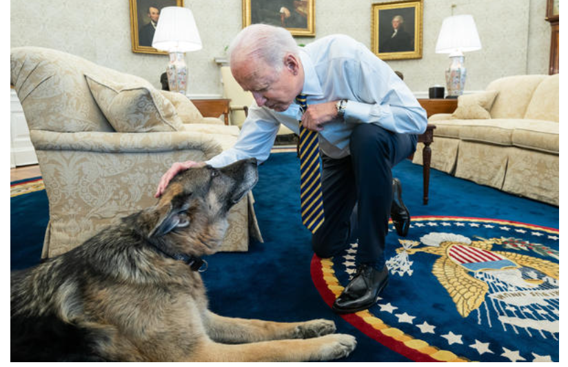 Anjing Presiden Joe Biden, Champ, mati di usia 13 tahun. (Foto: wxxinews)