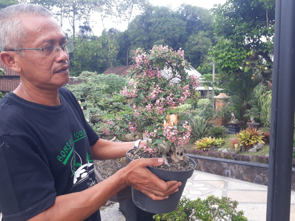 Samsu Hidayat menunjukkan pohon bonsai Sakura salah satu hasil budidayanya. (Foto: Choirul Anam/Ngopibareng.id)