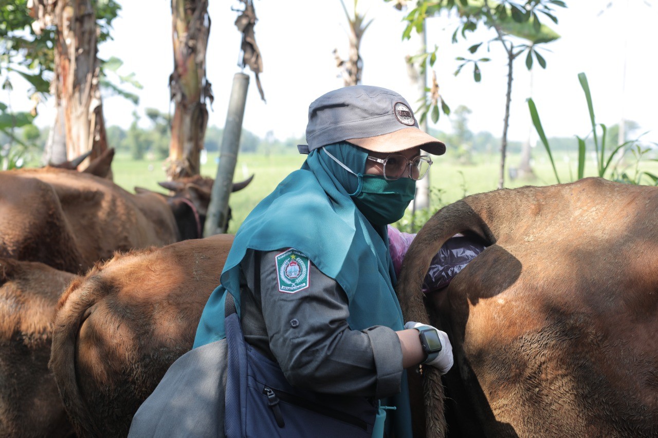 Posyandu sapi di Des Krai, Lumajang. (Foto: Humas - KominfoLumajang)