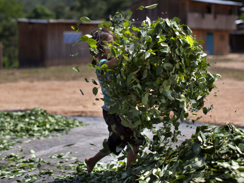 Daun kokaina atau kokain di Peru. (Foto: independent)