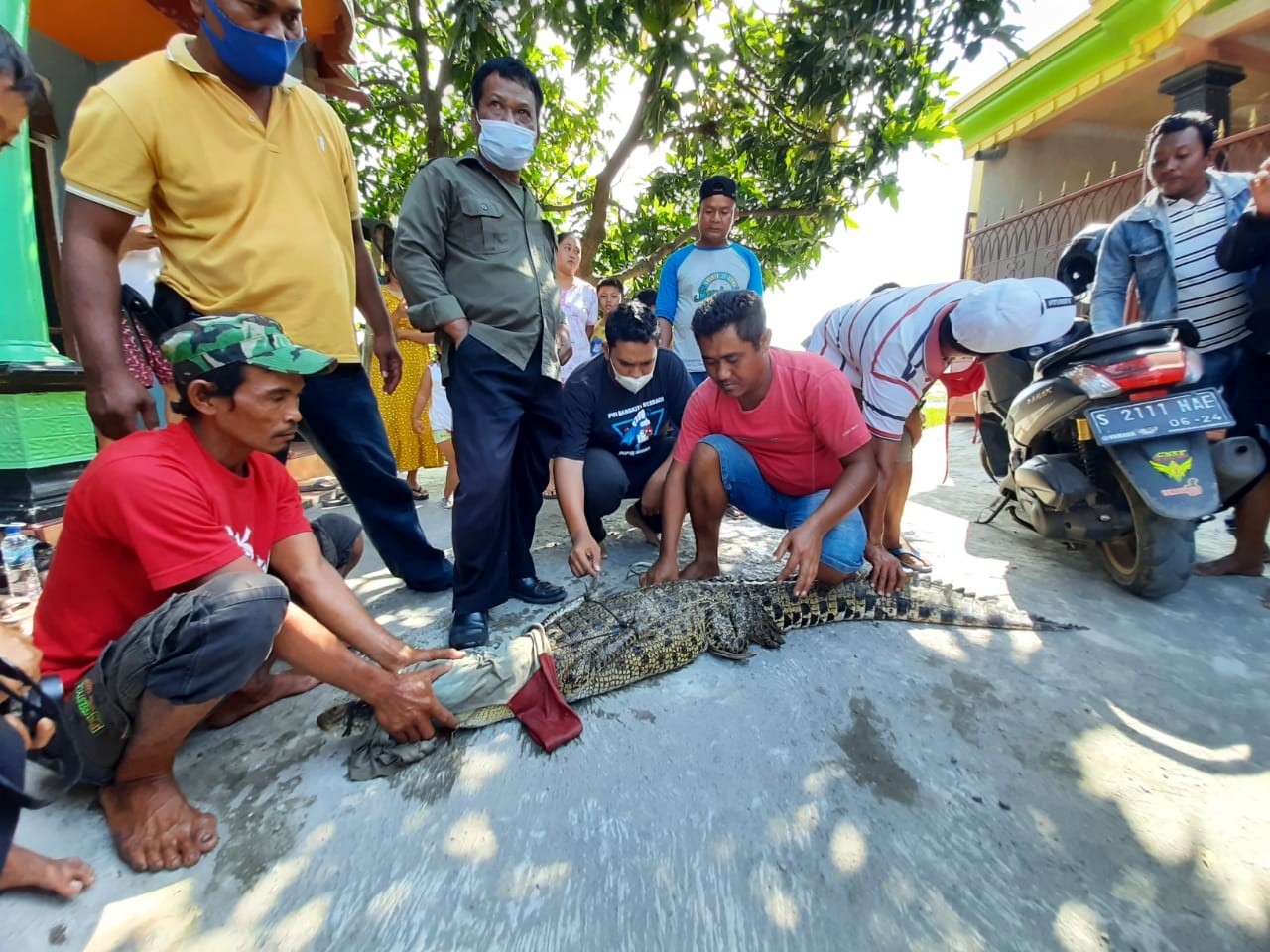 Buaya air tawar yang ditangkap warga sebelum diambil BKSDA Jatim.(Deni Lukmantara/Ngopibareng)