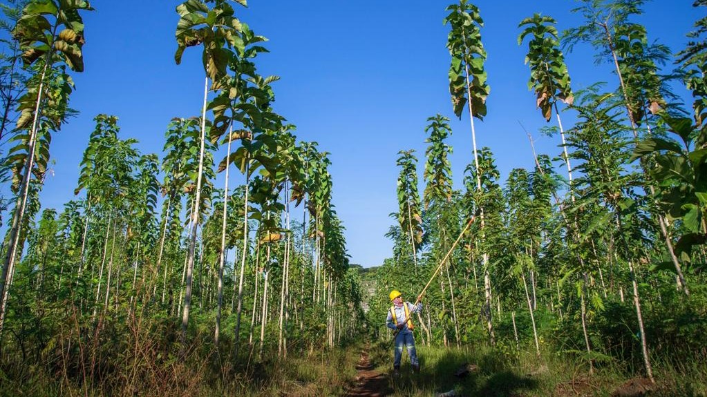 Hutan produksi lahan Pascatambang  SIG Tuban ( foto: istimewa)