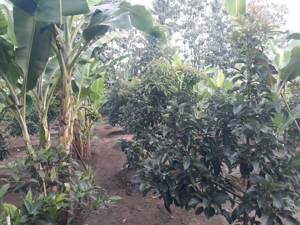 Tanaman tumpang sari milik Muhsin, antara pohon alpukat dan pisang. (Foto: Choirul Anam/ Ngopibareng.id)