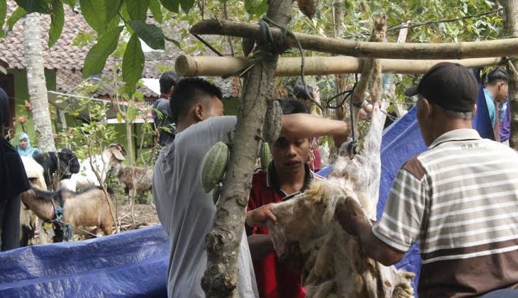 Ilustrasi penyembelihan hewan kurban. (Foto: Dok. ugm.ac.id)