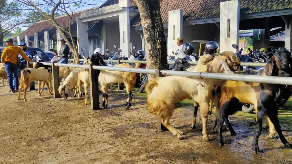 Salah satu lapak hewan kurban di wilayah Banyuwangi, Jawa Timur. (Foto: Istimewa)