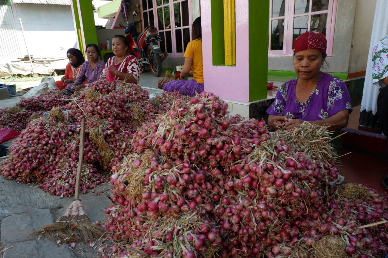 Para buruh tani di Probolinggo sedang membersihkan bawang merah yang baru dipanen dari sawah. (Foto: Ikhsan Mahmudi/Ngopibareng.id)