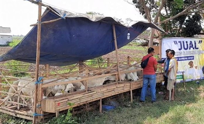 Salah seorang penjual hewan kurban di pinggir jalan di Kota Probolinggo, Jawa Timur. (Foto: Ikhsan Mahmudi/Ngopibareng.id)