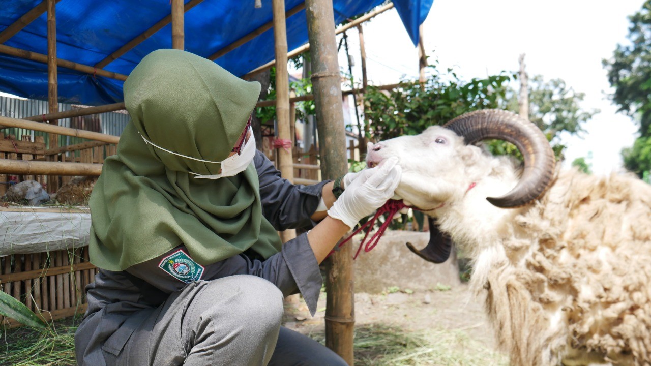 Pemeriksaan kesehatan salah satu ternak warga (Foto: Istimewa)