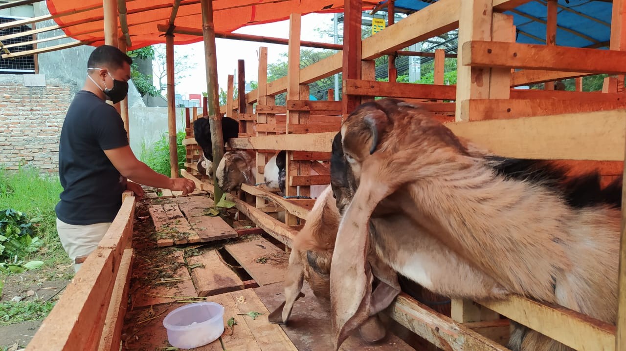 Salah satu penjual hewan kurban di Kota Malang (Foto: Lalu Theo/ngopibareng.id)