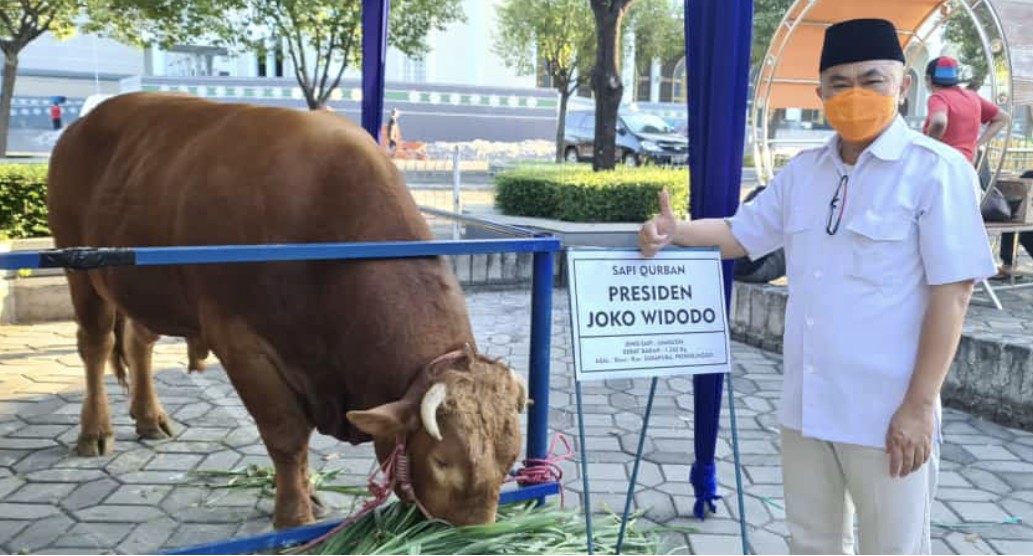 Sapi milik Presiden Jokowi tiba di Masjid Nasional Al Akbar (Foto: Humas Masjid Al Akbar)