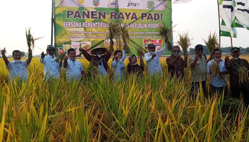 Direktur Pembiyaan Kementerian Pertanian RI Indah Megahwati (tengah) saat menghadiri panen raya di lahan pertanian garapan Gapoktan Desa Sugihwaras, Kecamatan Ngoro, Kabupaten Jombang, Jawa Timur. (Foto: Mardiansyah Triraharjo/Ngopibareng.id)