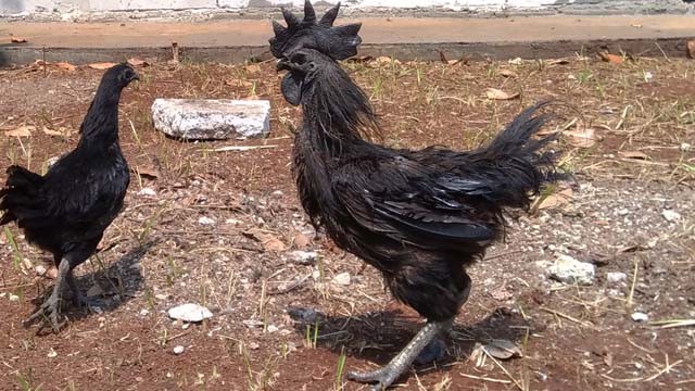 Ayam Cemani disebut juga Lamborghini Chicken, karena harganya yang mahal. (Foto: Surya Fachrizal/Anadolu Agency)