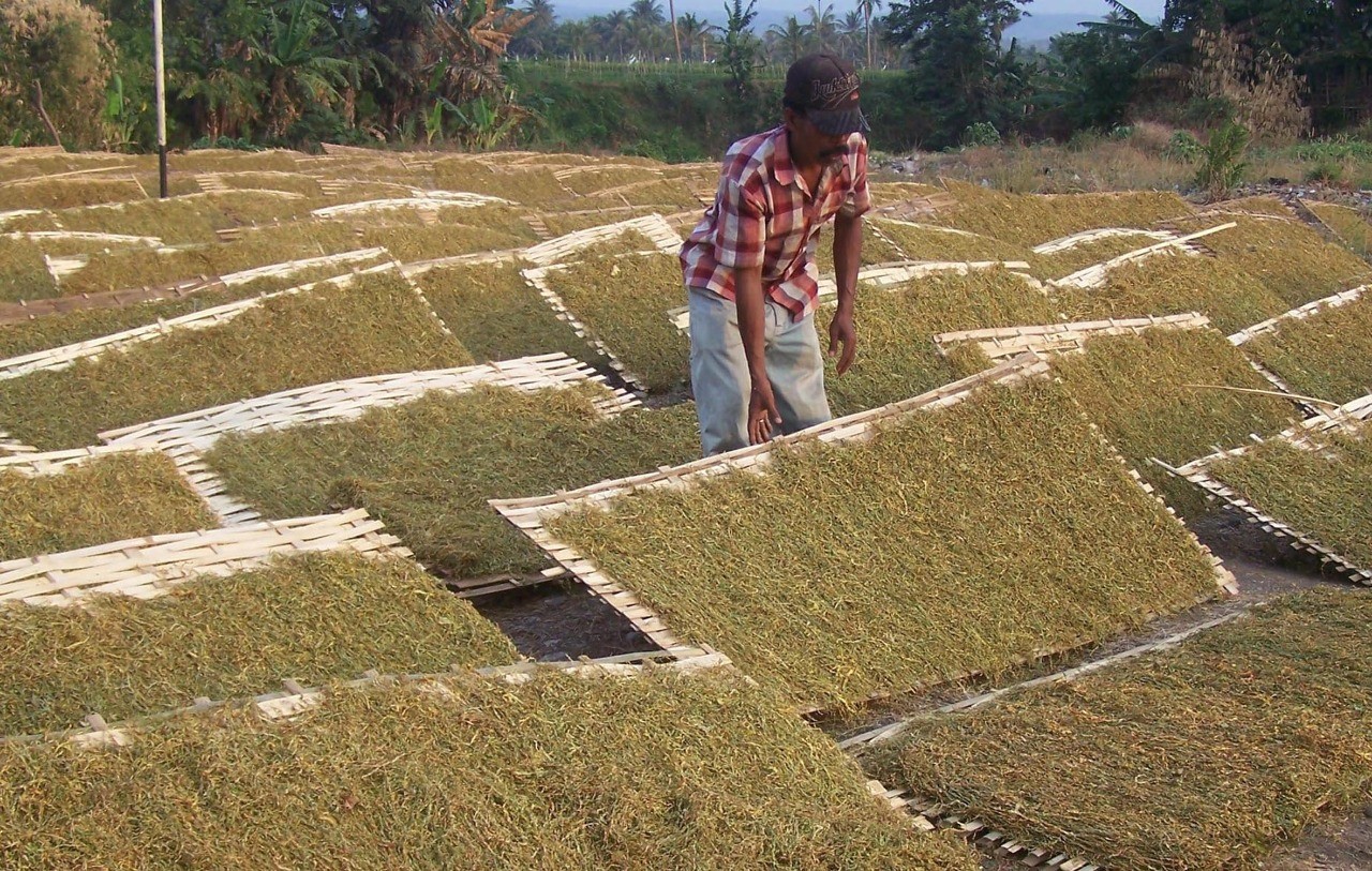 Petani di Kabupaten Probolinggo sedang menjemur tembakau rajangan. (Foto: Ikhsan Mahmudi/Ngopibareng.id)