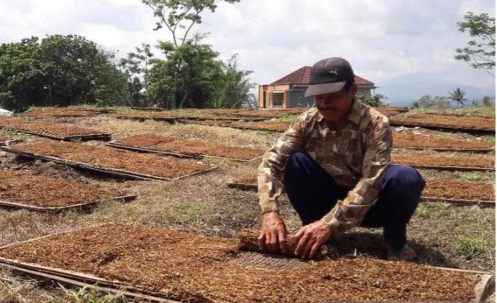 Seorang petani menjemur tembakau seiring sebagian daerah di Kabupaten Temanggung mulai panen tembakau. (Foto: Antara/Heru Suyitno)