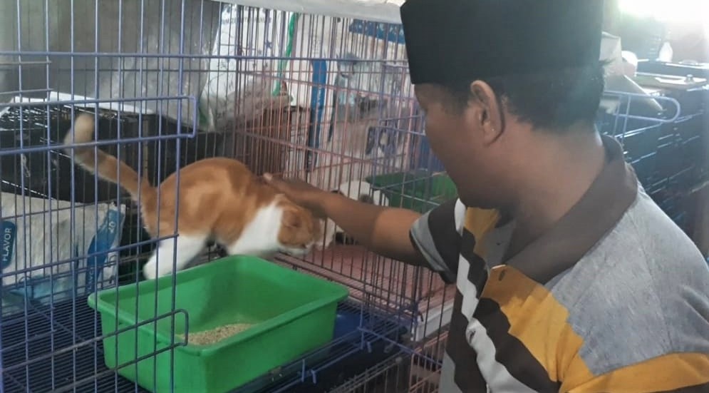 Kamsi, warga Desa Sumberkedawung, Kecamatan Leces, Kabupaten Probolinggo sedang merawat ratusan kucing di rumahnya. (Foto: Ikhsan Mahmudi/Ngopibareng.id)