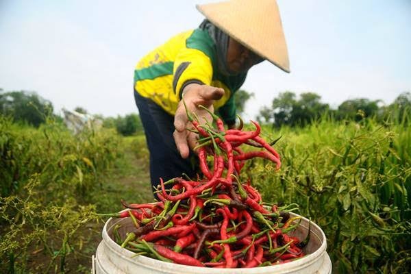 Petani Cabe (foto monitor.co)