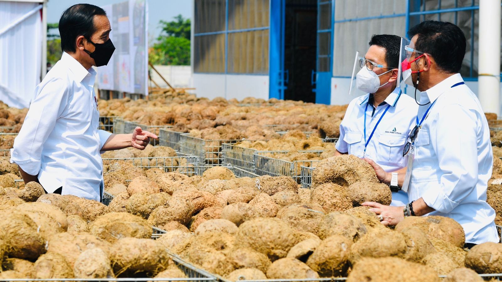 Kepala Negara saat mengunjungi pabrik pengolahan porang milik PT Asia Prima Konjac dalam kunjungan kerjanya ke Kabupaten Madiun, f