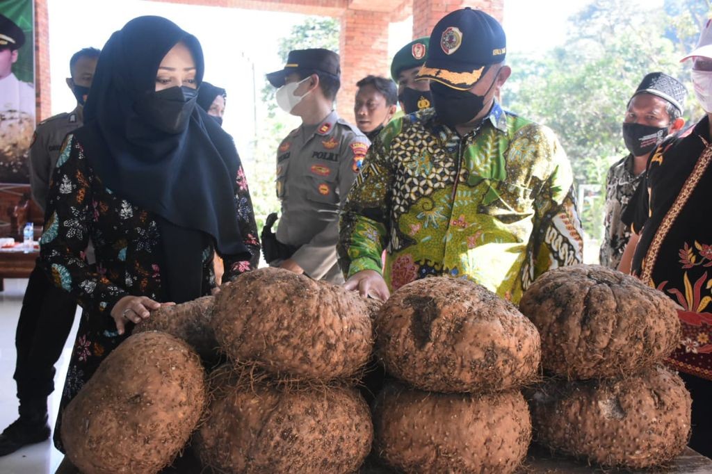 Bupati Mojokerto saat meninjau panen Porang di Desa Jembul.(Deni Lukmantara/Ngopibareng)