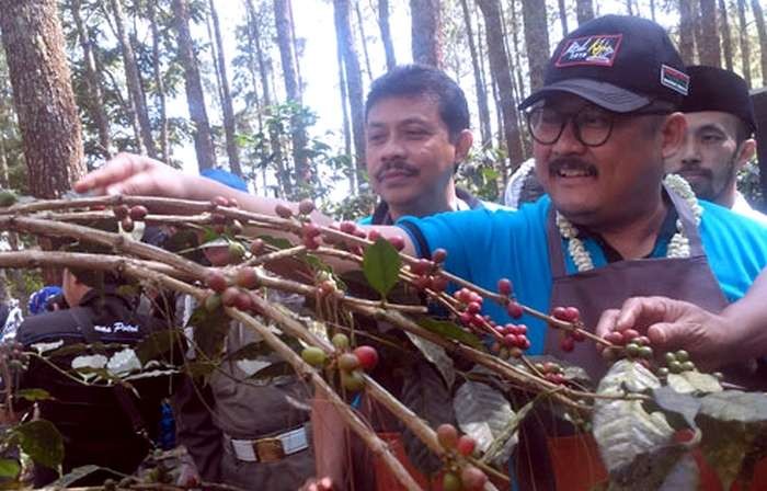 Wakil Bupati Irwan Bachtiar Rahmat ingin kembali menggaungkan kejayaan Kopi Arabica Java Ijen-Raung yang sangat dikenal penikmat kopi nusantara dan mancanegara. (foto: dokumen).