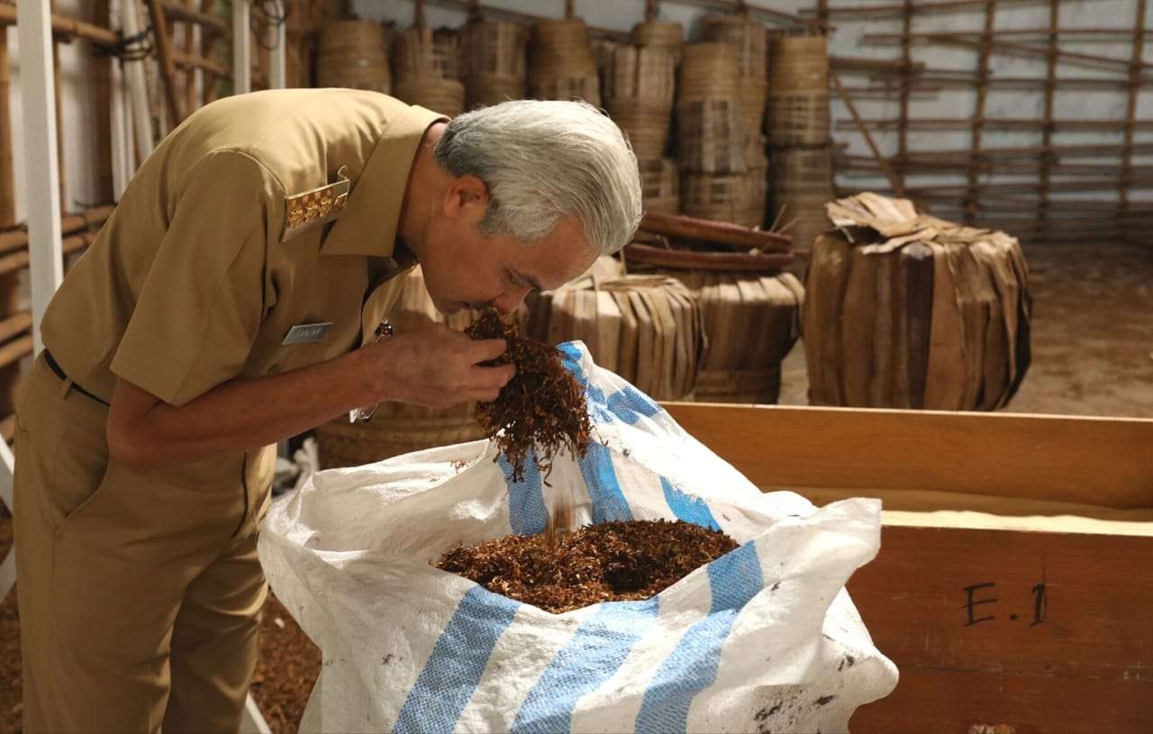 Gubernur Jawa Tengah Ganjar Pranowo mengecek aktivitas pembelian tembakau petani di Kabupaten Temanggung, Senin 6 September 2021. (Foto: Istimewa)