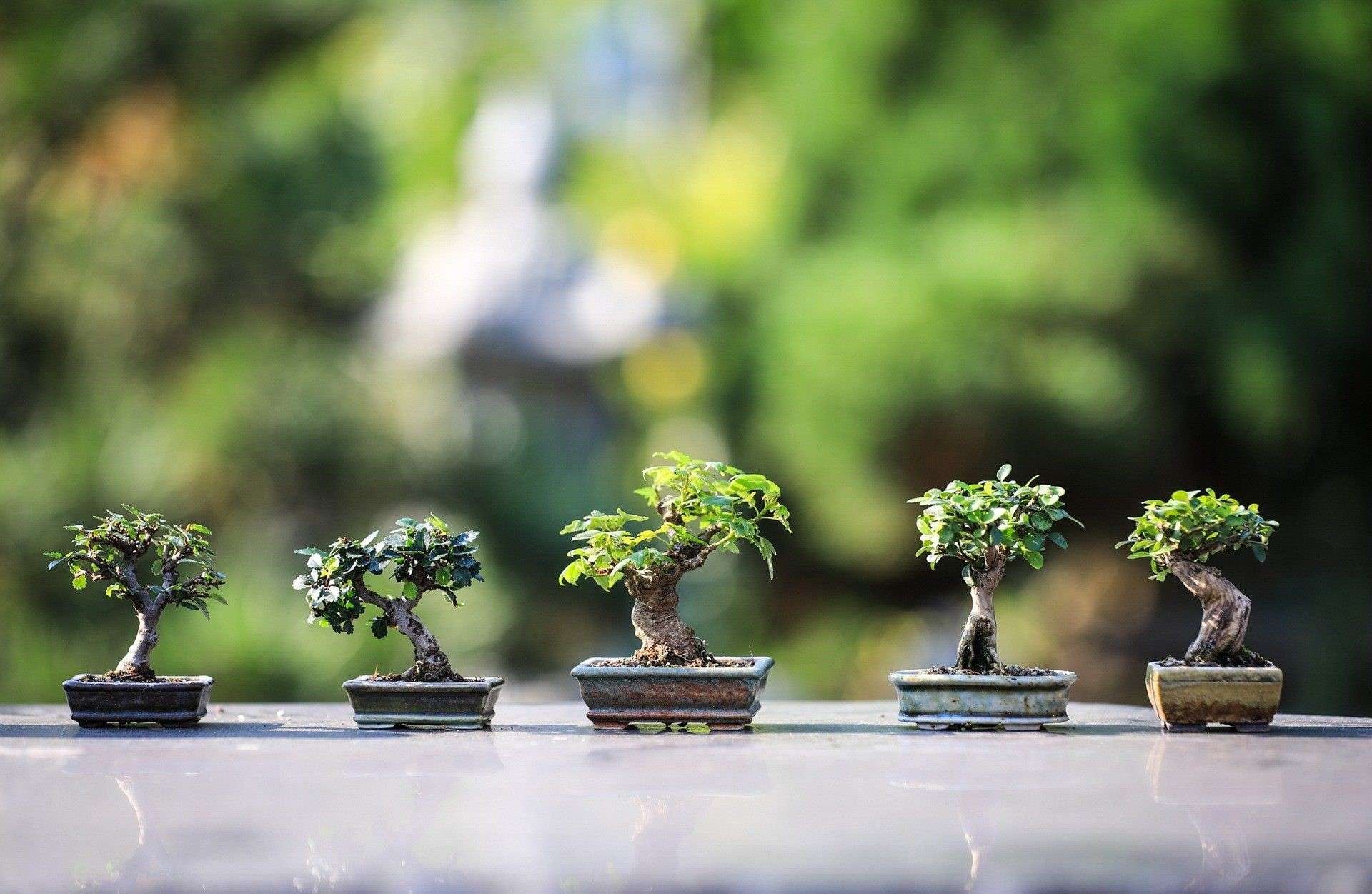 Ilustrasi tanaman bonsai, seni memangkas tanaman ala Jepang. (Foto: Istimewa)