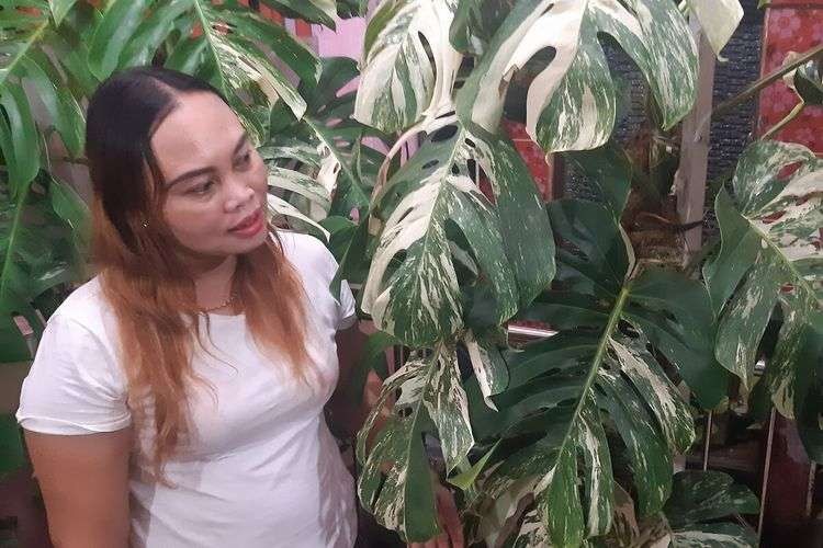 Sri Hastuti dengan The Monstera Variegata yang dibelinya seharga Rp 225 Juta. (Foto: Kompas.com)