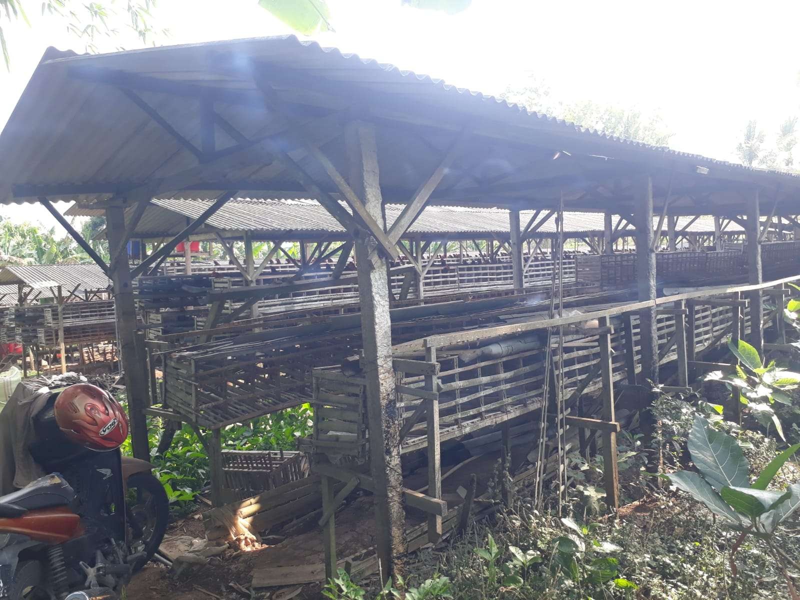 Peternak ayam petelur Blitar kesulitan memenuhi kebutuhan pakan. Akibatnya ayam harus dijual untuk memenuhi kebutuhan pakan ayam lain. (Foto: Choirul Anam/ngopibareng.id)