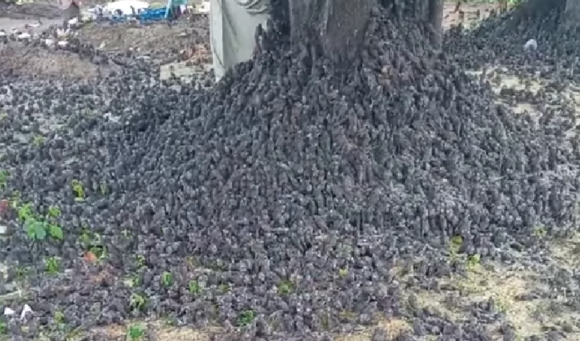 Koloni besar burung pipit mendadak mati di Bali dan Cirebon. Uji lab dilakukan untuk mengetahui penyebab kematian. (Foto:dtk)