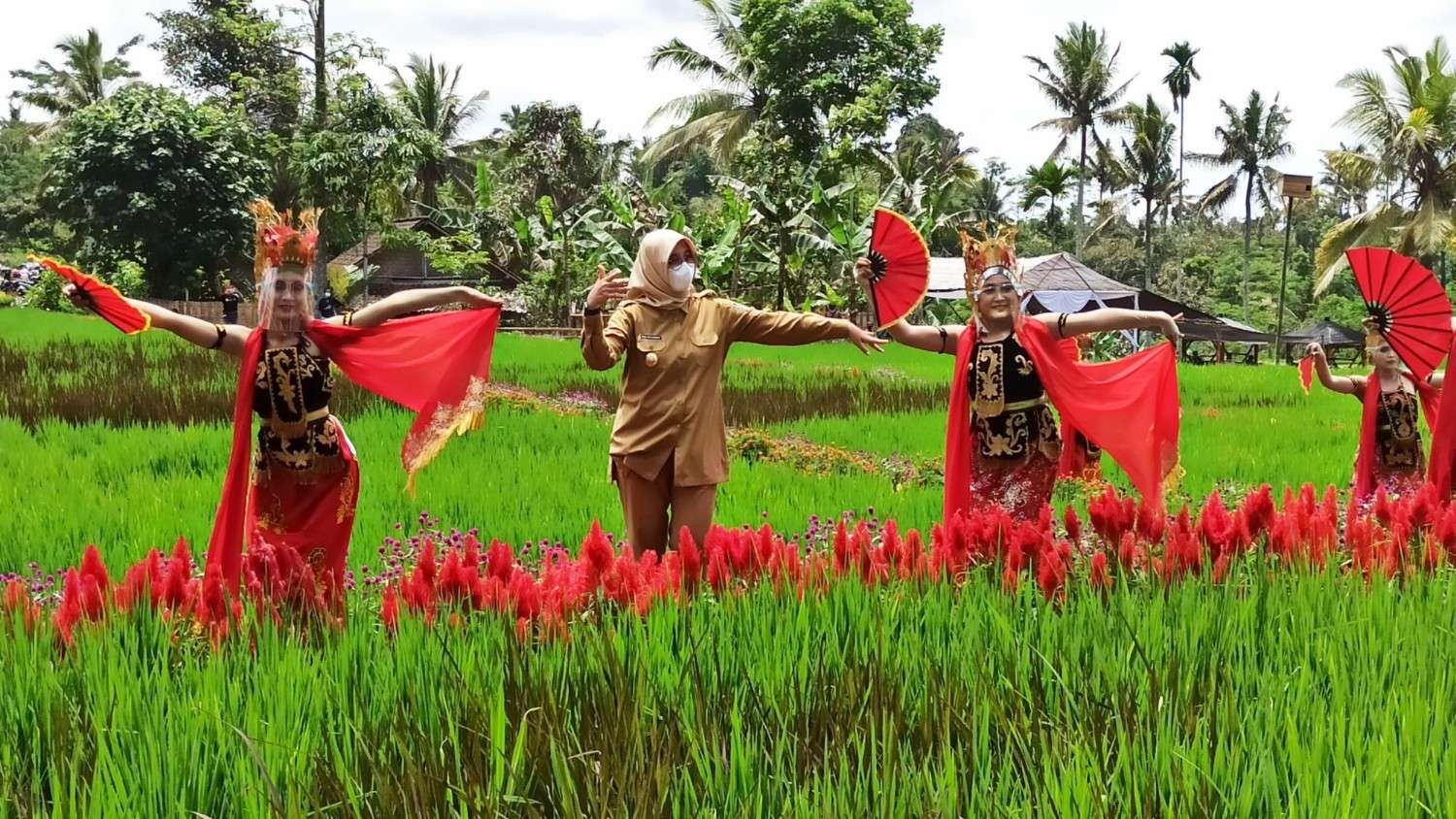 Bupati Banyuwangi Ipuk Fiestiandani ikut menari bersama penari Gandrung di pematang sawah saat meresmikan festival padi di Desa Banjar, Kecamatan Licin (foto: Muh Hujaini/Ngopibareng.id)