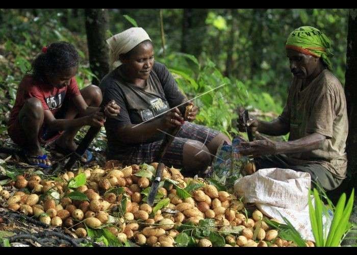 Kerukunan dalam keluarga di tengah masyarakat Papua, khususnya Fakfak. (Foto: Kemenag Fakfak)