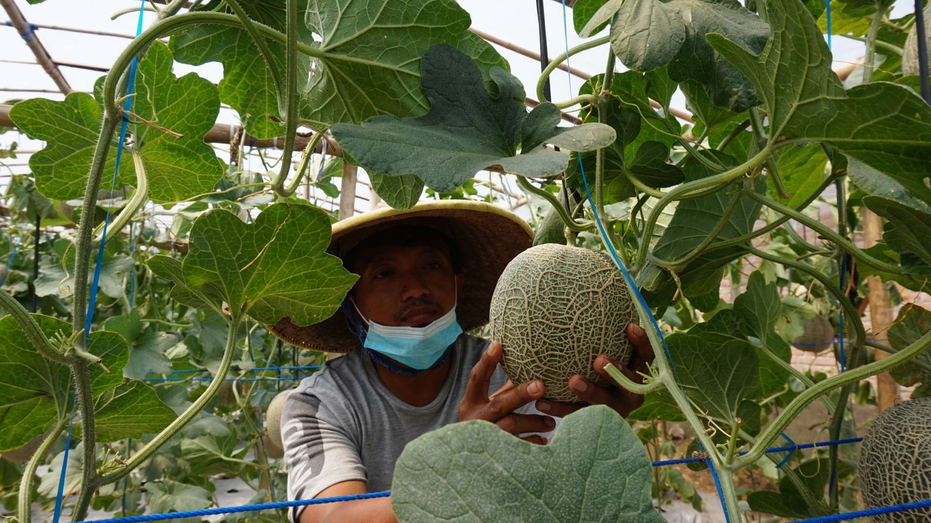 Munir merawat buah melon yang sudah hampir siap panen.(Deni Lukmantara/Ngopibareng)