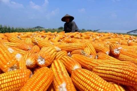 Ilustrasi bantuan jagung dari pemerintah untuk peternak di Blitar. (Foto: Istimewa)