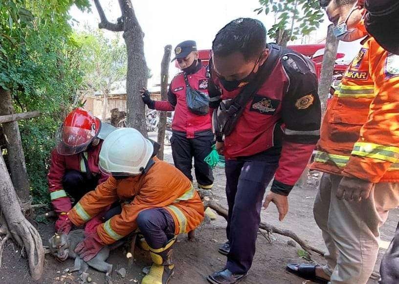 Kera liar di Kelurahan Kedungasem, Kecamatan Wonoasih, Kota Probolinggo ditangkap. (Foto: Ikhsan Mahmudi/Ngopibareng.id)