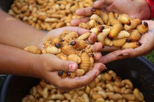 Ulat sagu ketika dipanen dari batang pohon sagu. (Foto: Istimewa)