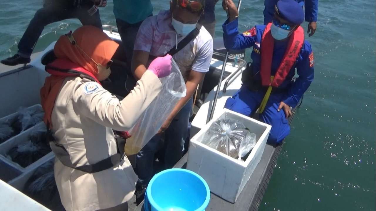 Sebanyak 37.846 baby lobster hasil sitaan dilepasliarkan di perairan Probolinggo. (Foto: Ikhsan Mahmudi/Ngopibareng.id)