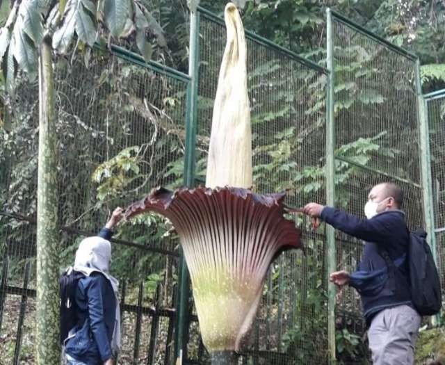 Bunga bangkai mekar di Kebun Raya Cibodas , kejadian langka ( foto: istimewa)