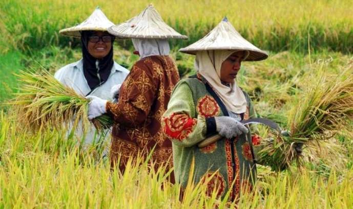 Pemkab Situbondo membantu puluhan ribu petani mendapatkan pupuk urea gratis nonsubsidi. (Foto: Istimewa)