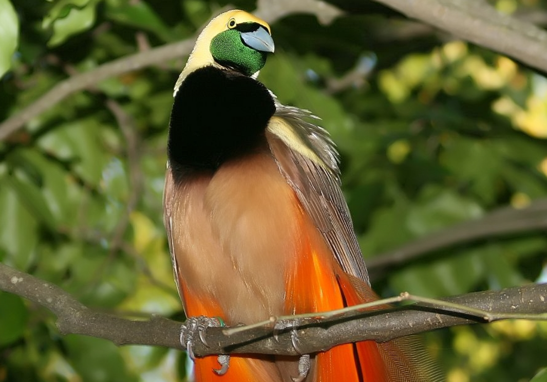 MAR, warga Krian Sidoarjo ditangkap Polres Sidoarjo di kediamannya, Selasa 12 Oktober 2021, setelah melakukan jual beli burung cenderawasih Papua. (Foto: Commonswikipedia)