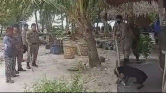 Tangkapan layar saat Satpol PP menangkap anjing di lokasi wista Pulau Banyak, Aceh Singkil. (Foto: Istimewa)