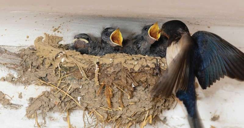 Ilustrasi sarang burung walet yang dibuat dari air liurnya. (Foto: Istimewa)