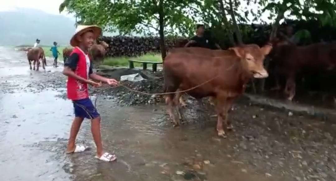 Salah seorang warga mengevakuasi ternak sapi miliknya ke lapangan setempat. (Foto: Istimewa)