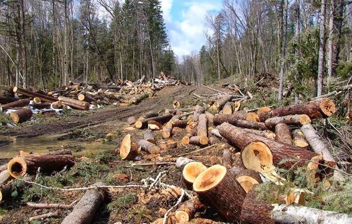 Sebanyak 100 pemimpin negara lebih termasuk Indonesia berjanji akan menghentikan penggundulan hutan tahun 2030. (Foto: lampungonline)