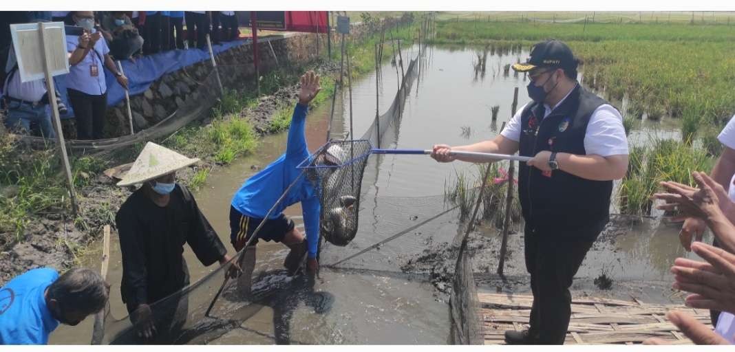 Bupati Kediri Hanindhoto Himawan Pramana ikut panen ikan nila program Minapadi di Desa Sambirejo. (Foto: Fendhy Plesmana/Ngopibareng.id)