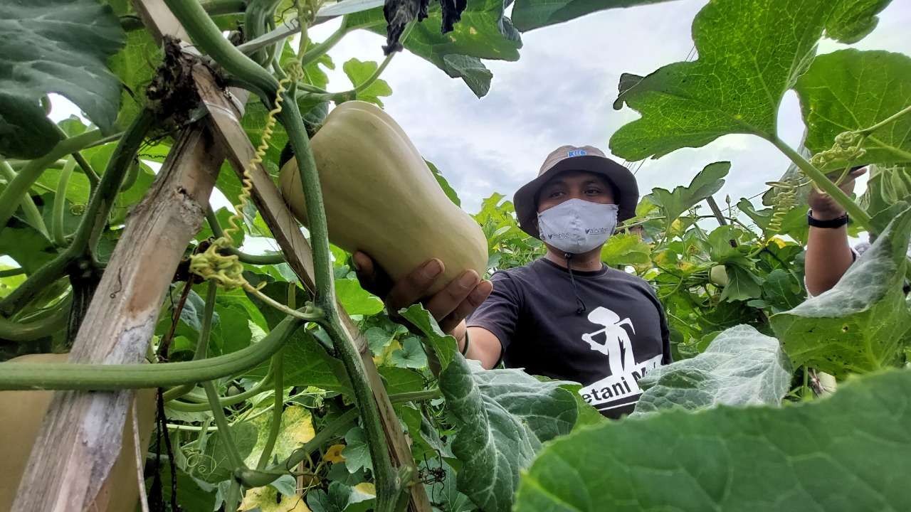 Hasan Prasojo, petani di Kota Probolinggo menunjukkan buah labu madu yang baru dipetik. (Foto: Ikhsan Mahmudi/Ngopibareng.id)