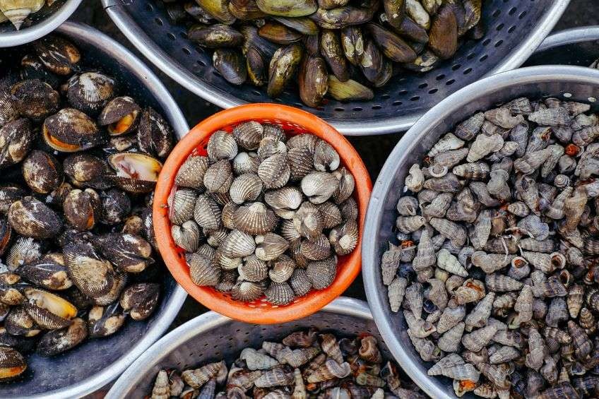 Jenis kerang dapat dikonsumsi untuk diolah menjadi makanan. (Foto: Istimewa)