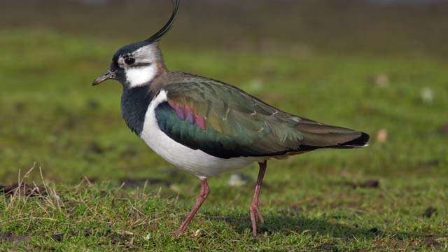 Northern lapwing bird, atau burung lapwing utara, yang disebut mengeluarkan laser dan membakar hutan di Australia. (Foto:Habitas.org.uk)