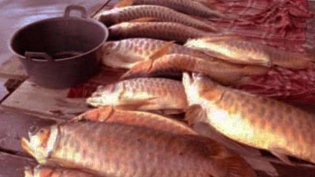 Sebagian dari ratusan ikan arwana yang mati akibat banjir terjadi di Kecamatan Suhaid, Kabupaten Kapuas Hulu , Provinsi Kalimantan Barat. (Foto:Antara)