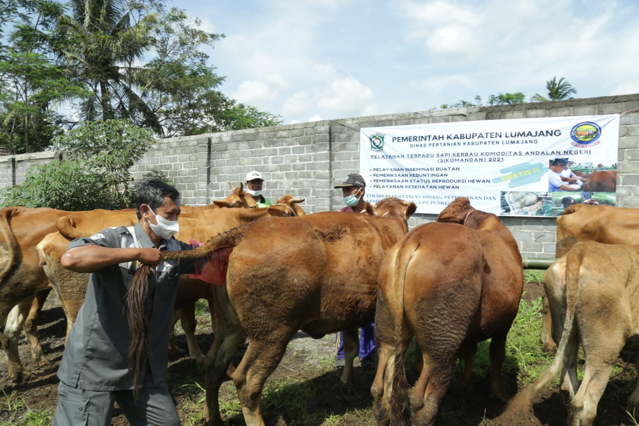 Sapi Lumajang dapat layanan Sikomandan. (Foto: Kominfo Lumajang)